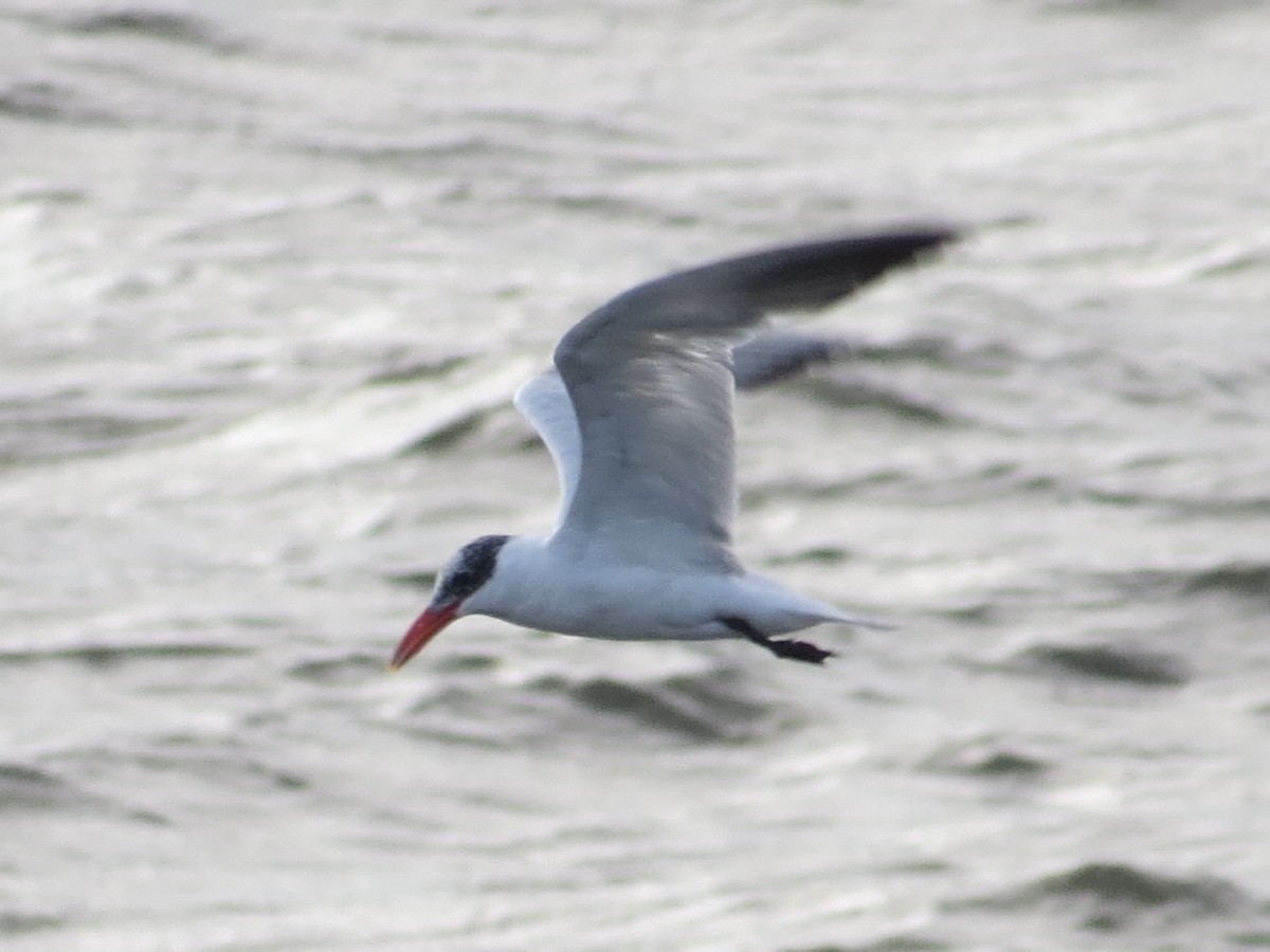 裏海燕鷗 - ML642067693