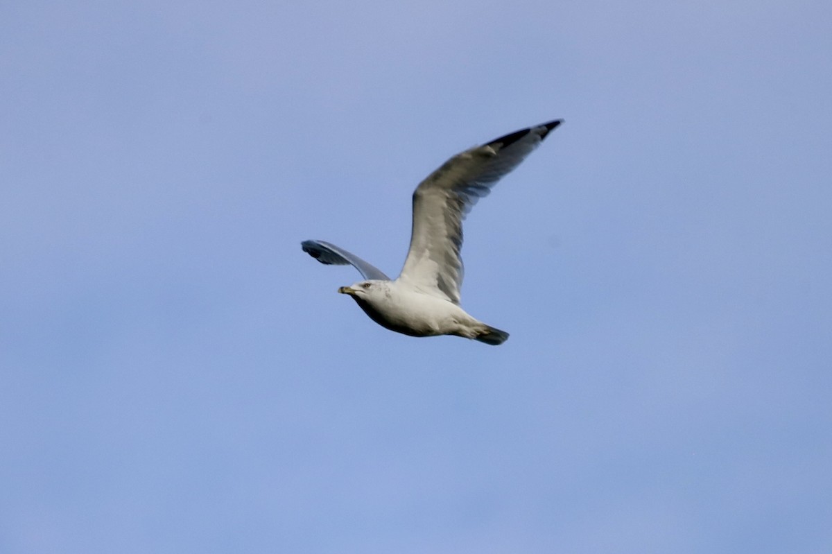Ring-billed Gull - ML642067698