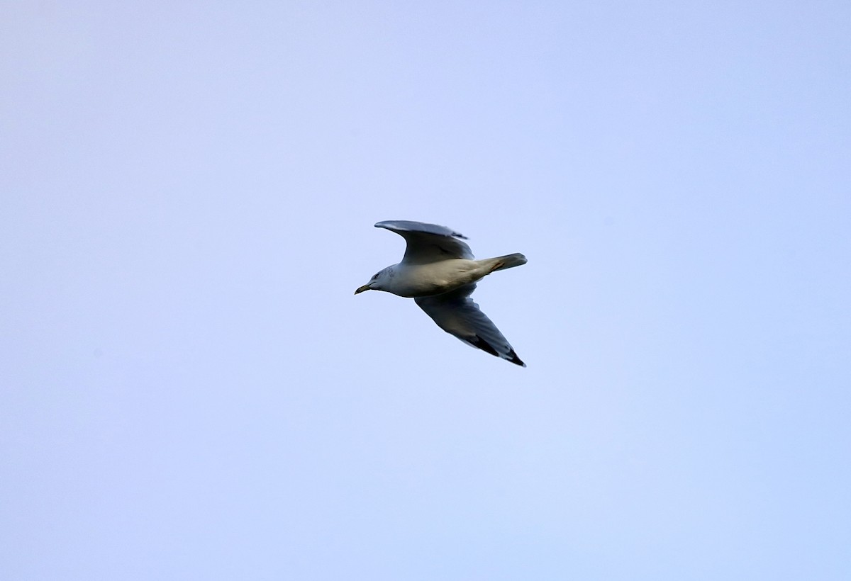 Ring-billed Gull - ML642067699