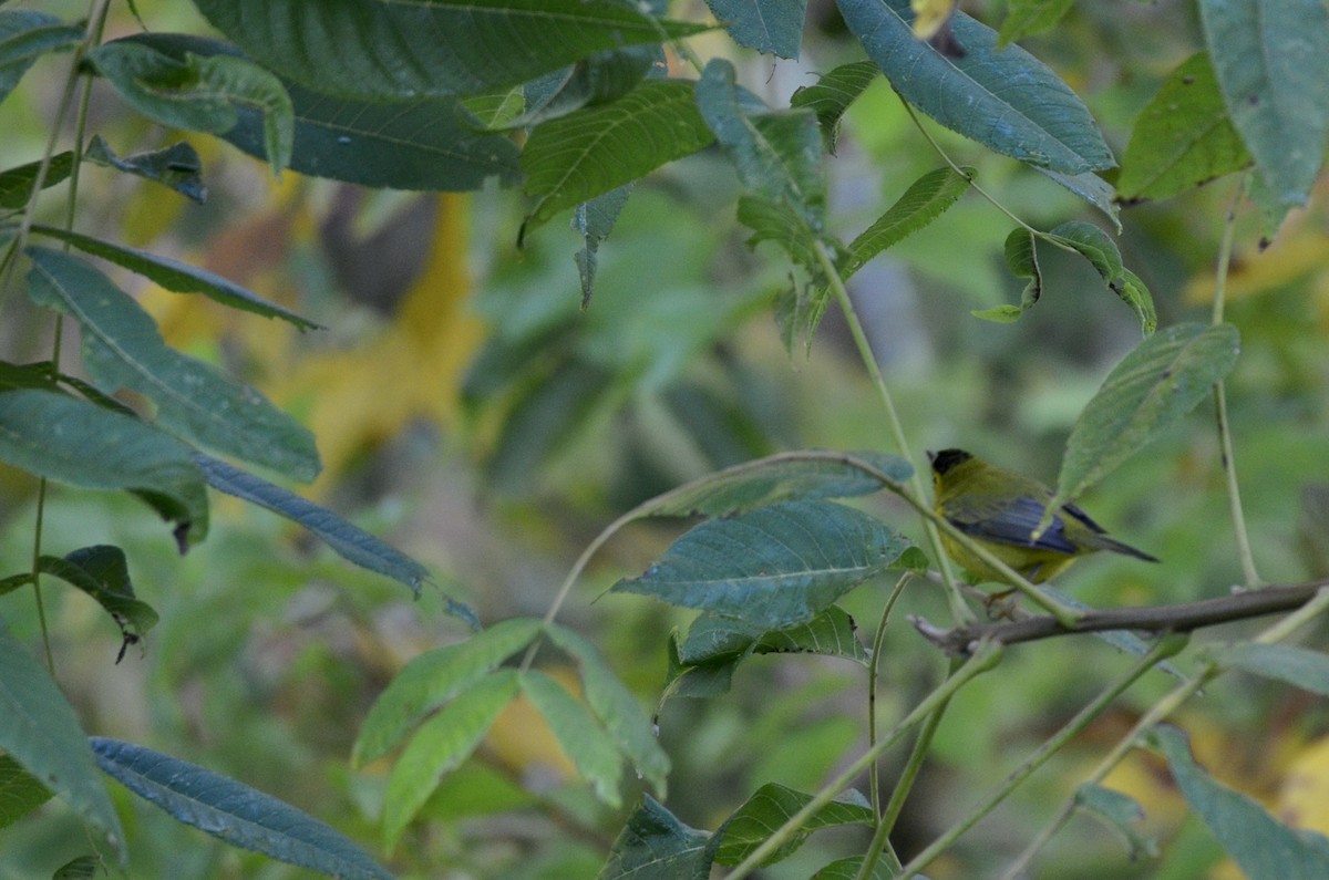 Wilson's Warbler - ML642067702
