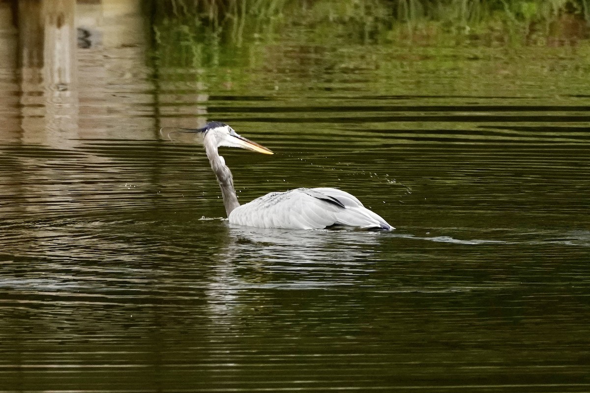 Great Blue Heron - ML642067704