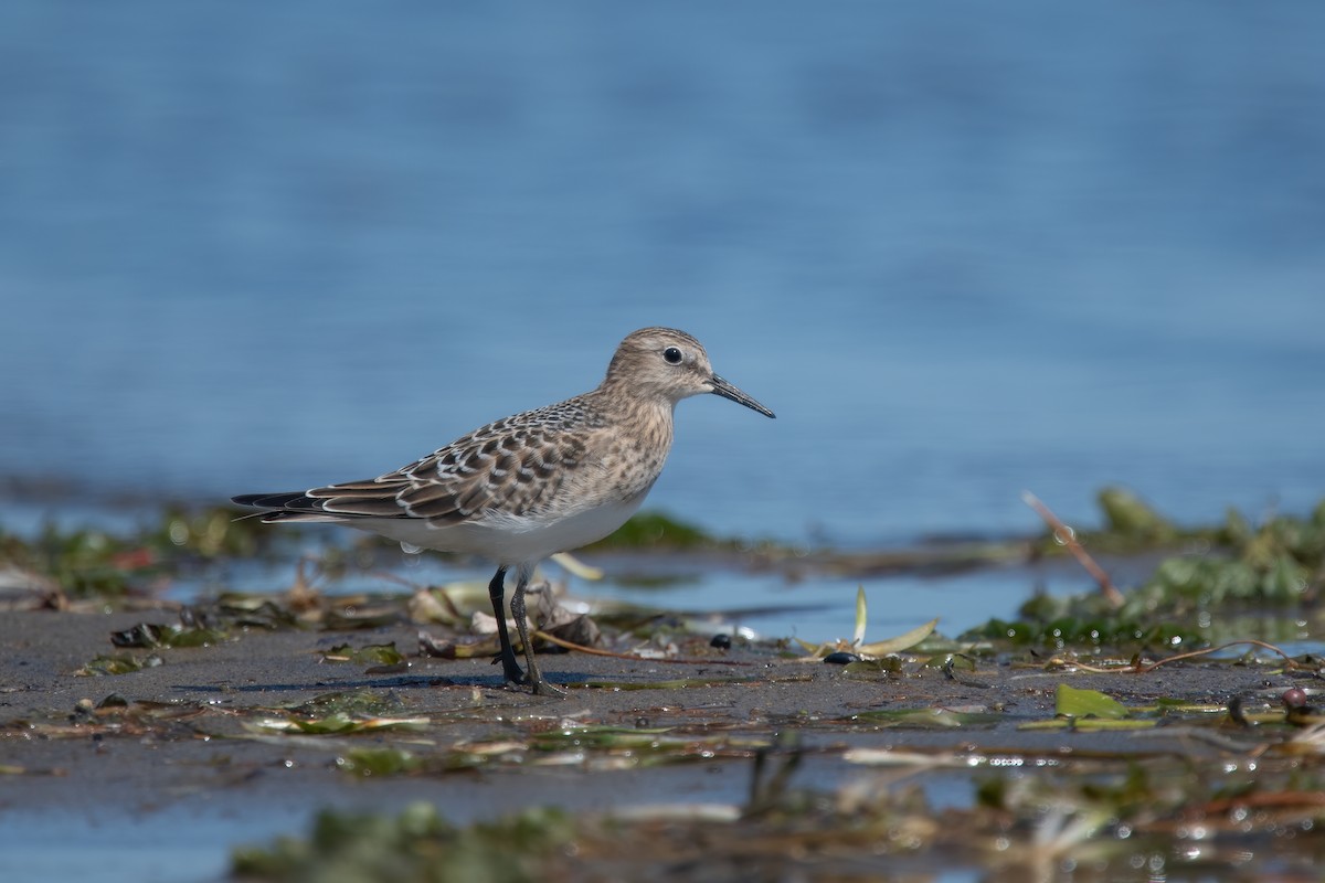 Baird's Sandpiper - ML642067709