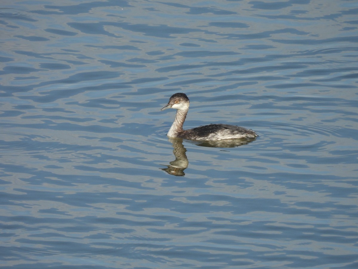 Eared Grebe - ML642067712