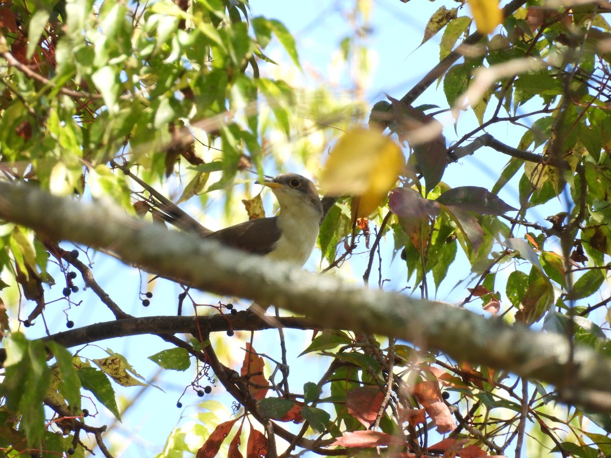 Yellow-billed Cuckoo - ML642067716