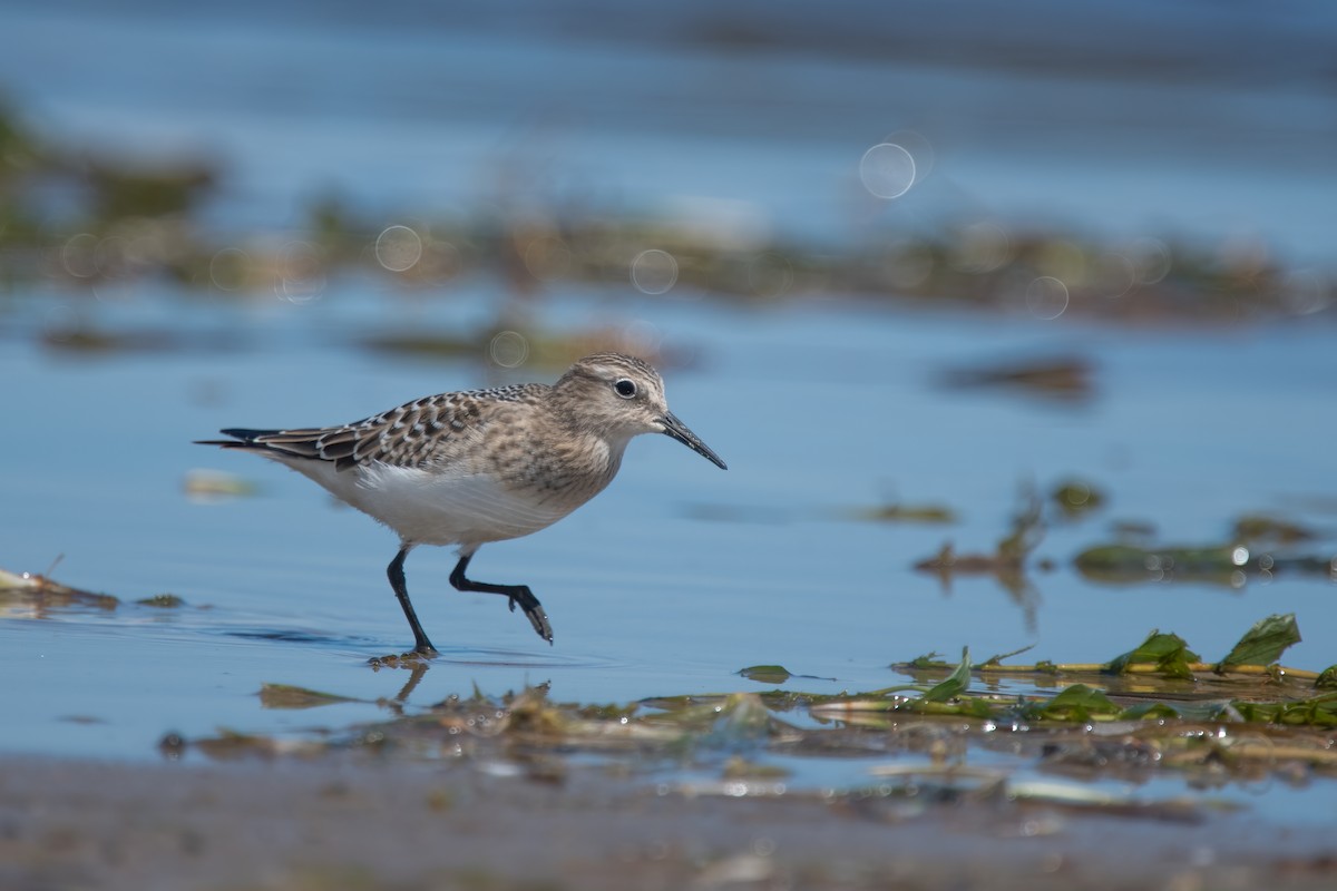 Baird's Sandpiper - ML642067721