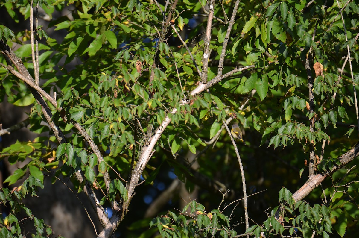American Redstart - ML642067732