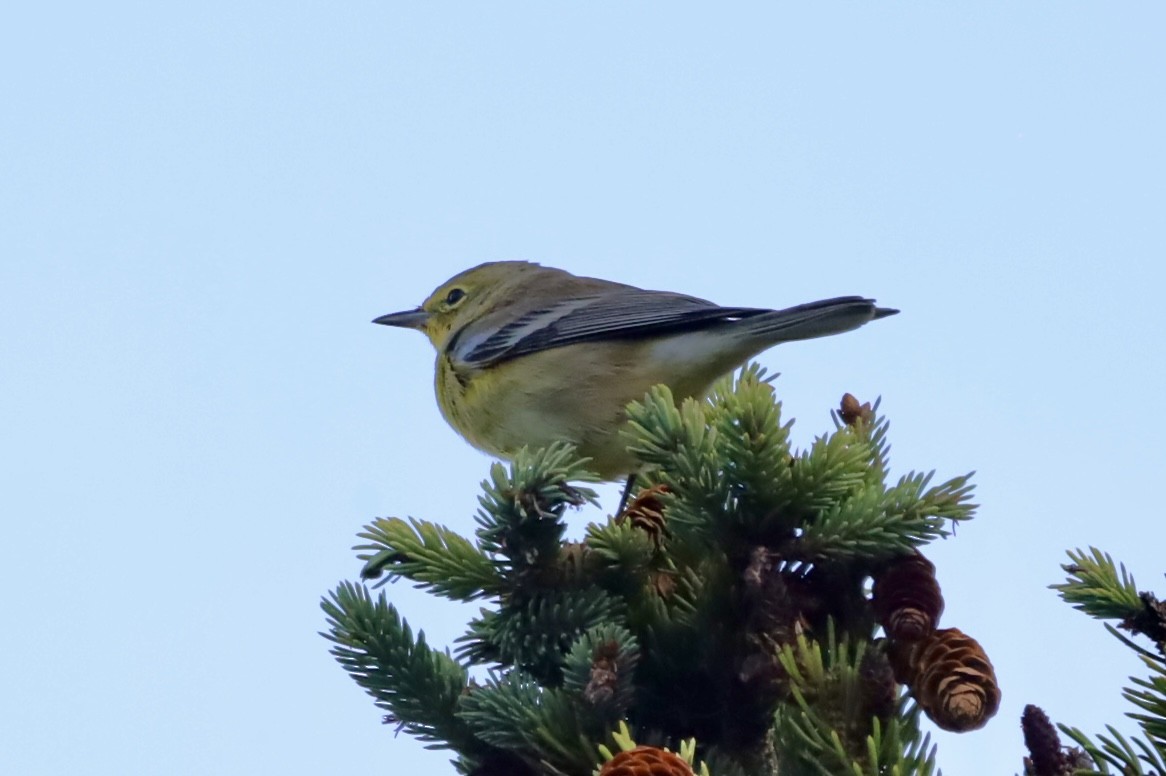 Pine Warbler - ML642067741