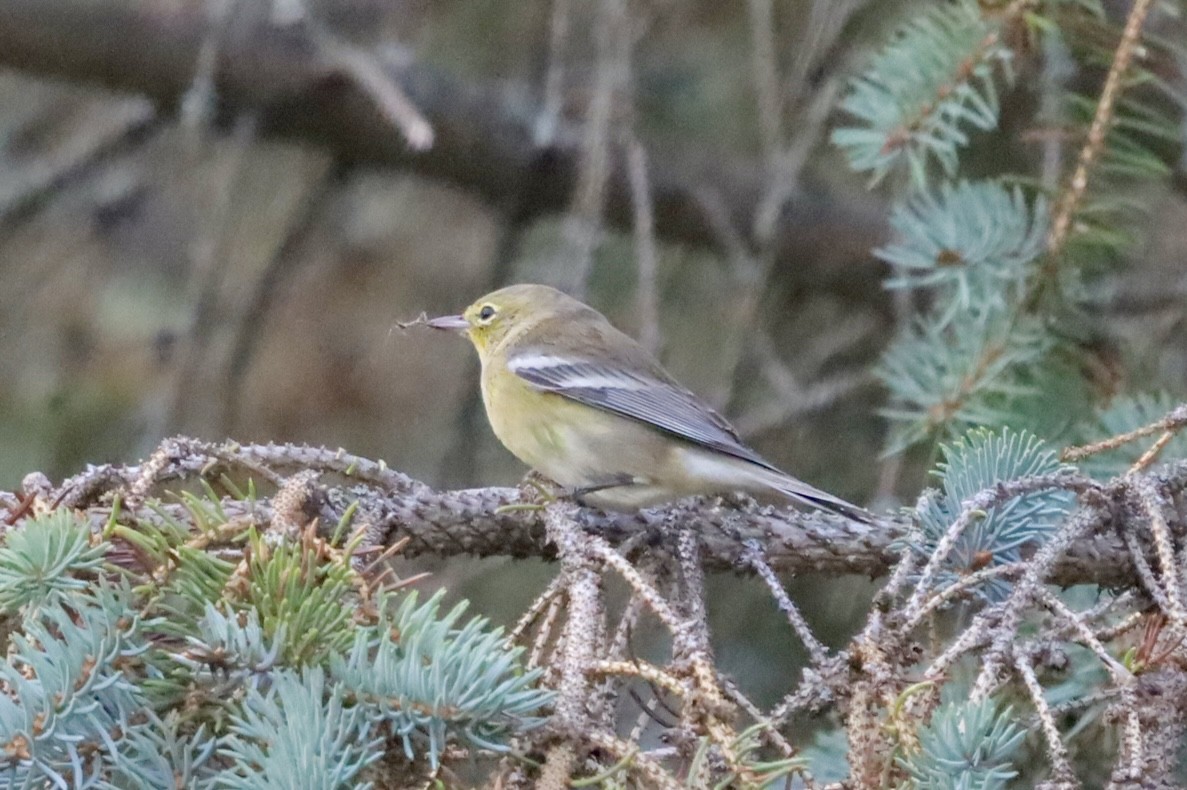 Pine Warbler - ML642067744