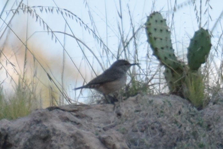 Rock Wren - ML642067749