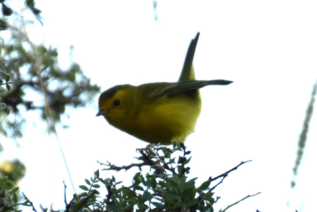 Wilson's Warbler - ML642067756
