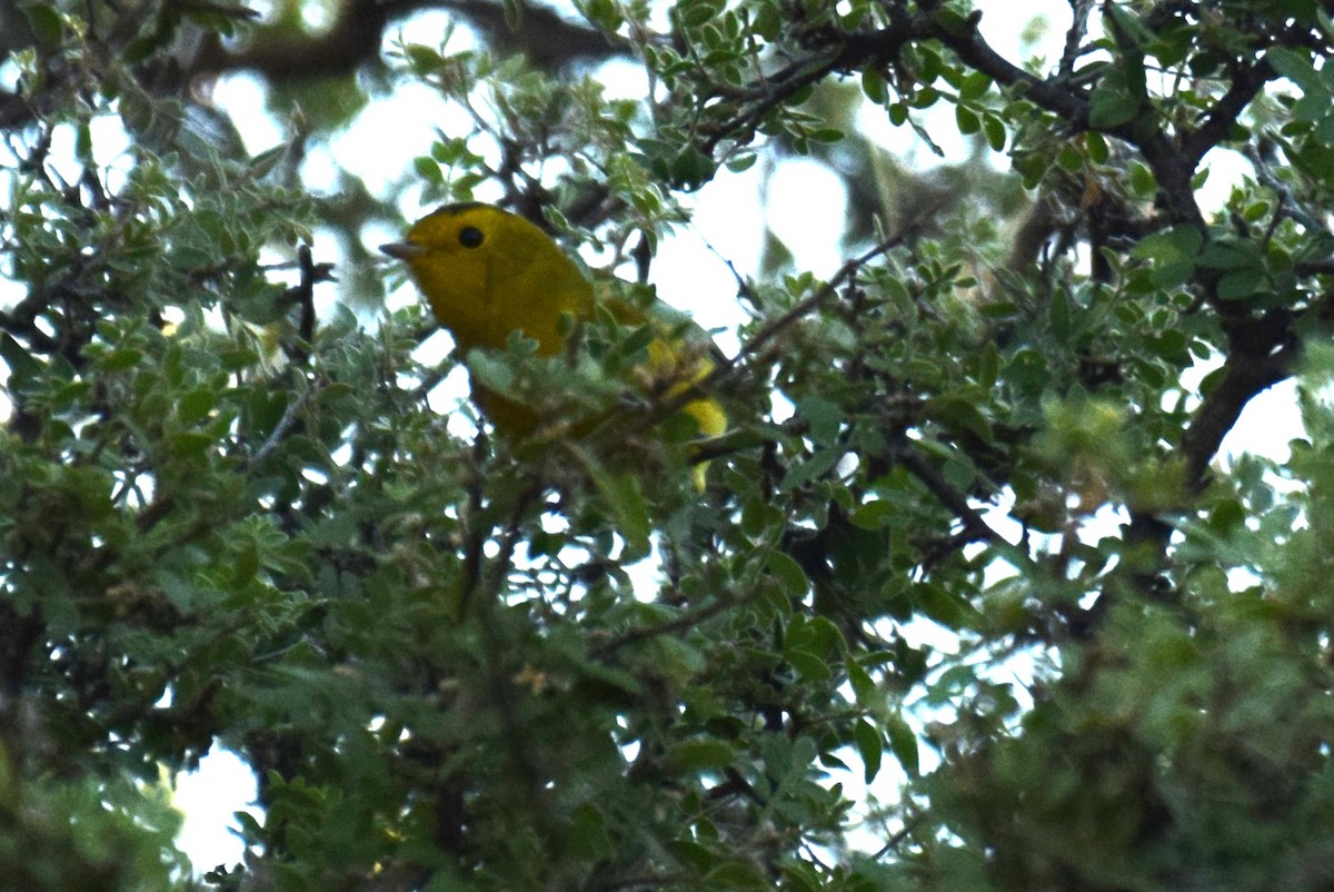 Wilson's Warbler - ML642067757