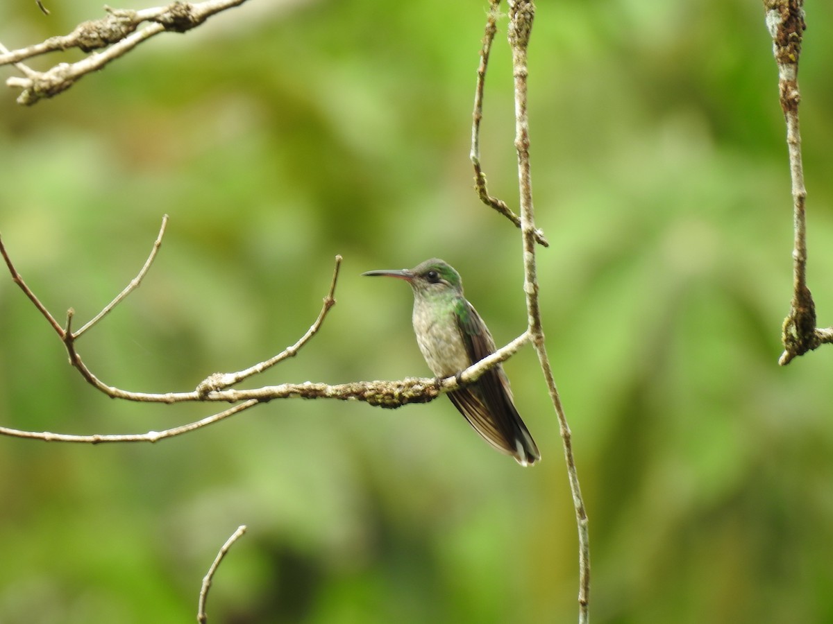 Colibrí de Cuvier - ML642067768