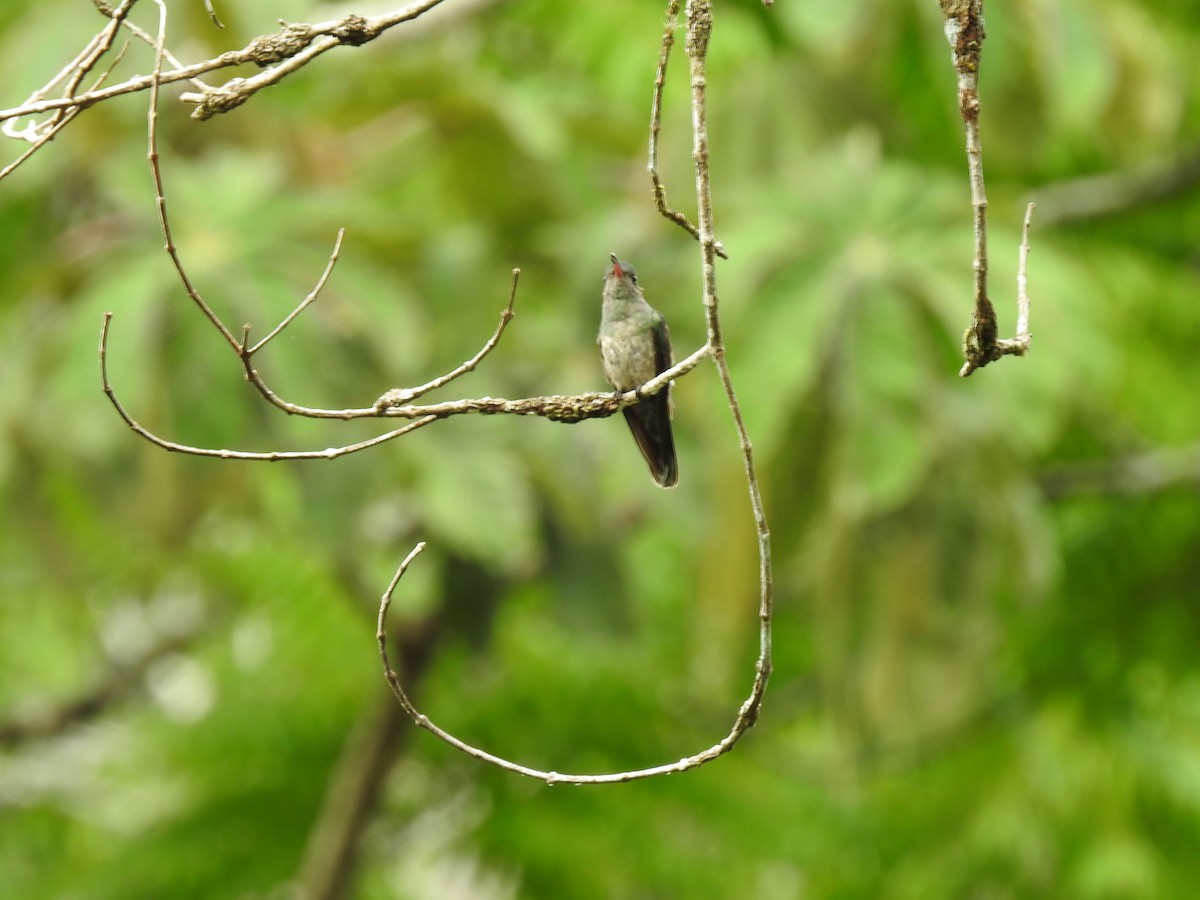 Colibrí de Cuvier - ML642067769