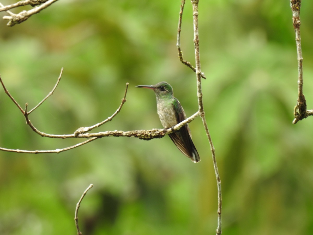 Colibrí de Cuvier - ML642067771
