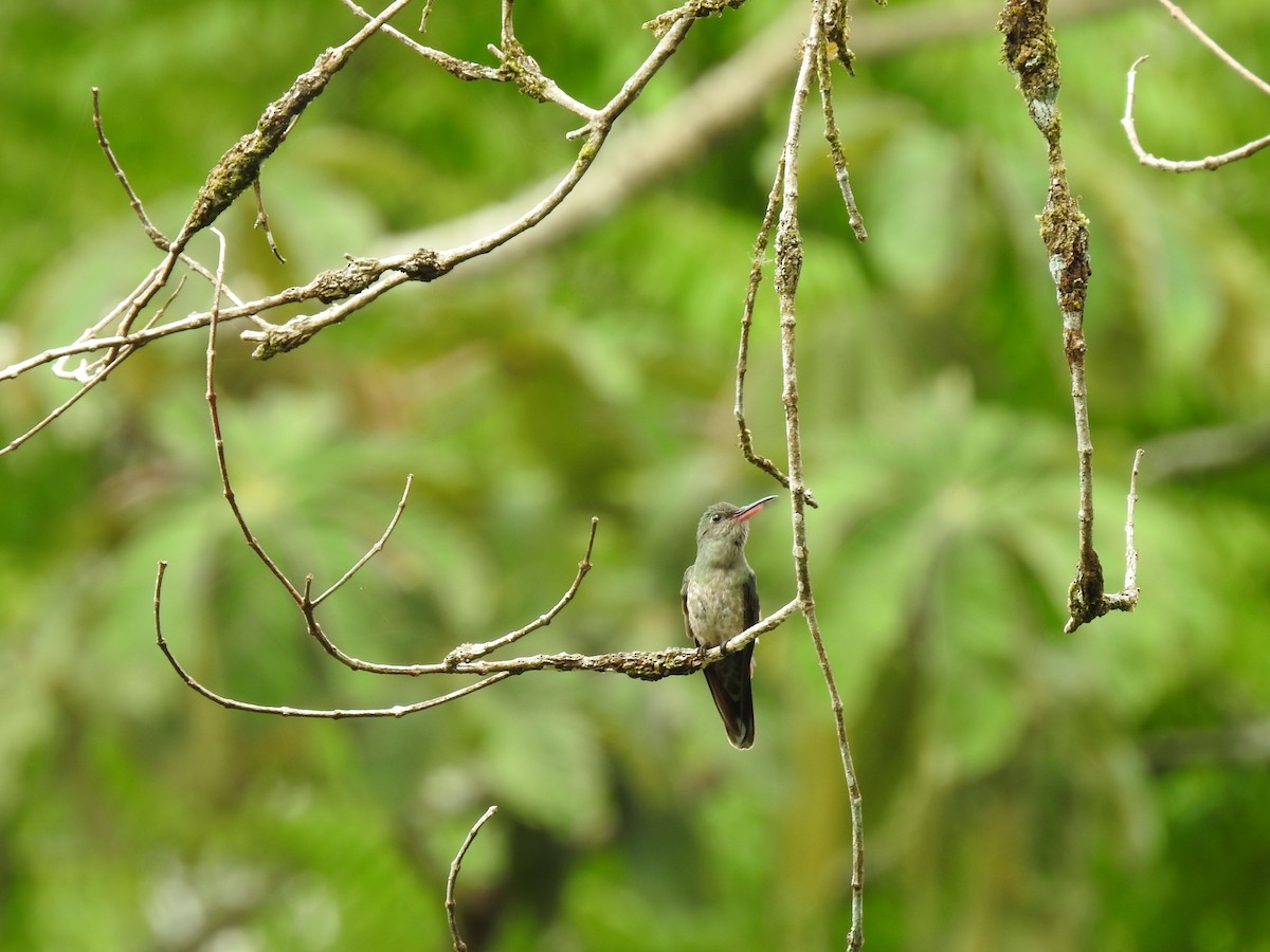 Colibrí de Cuvier - ML642067773