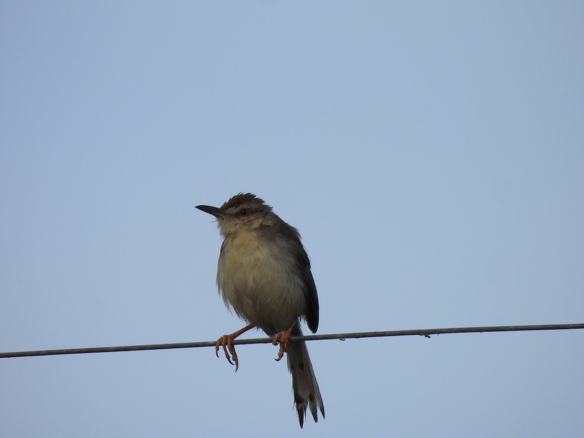 Prinia Sencilla - ML642067776