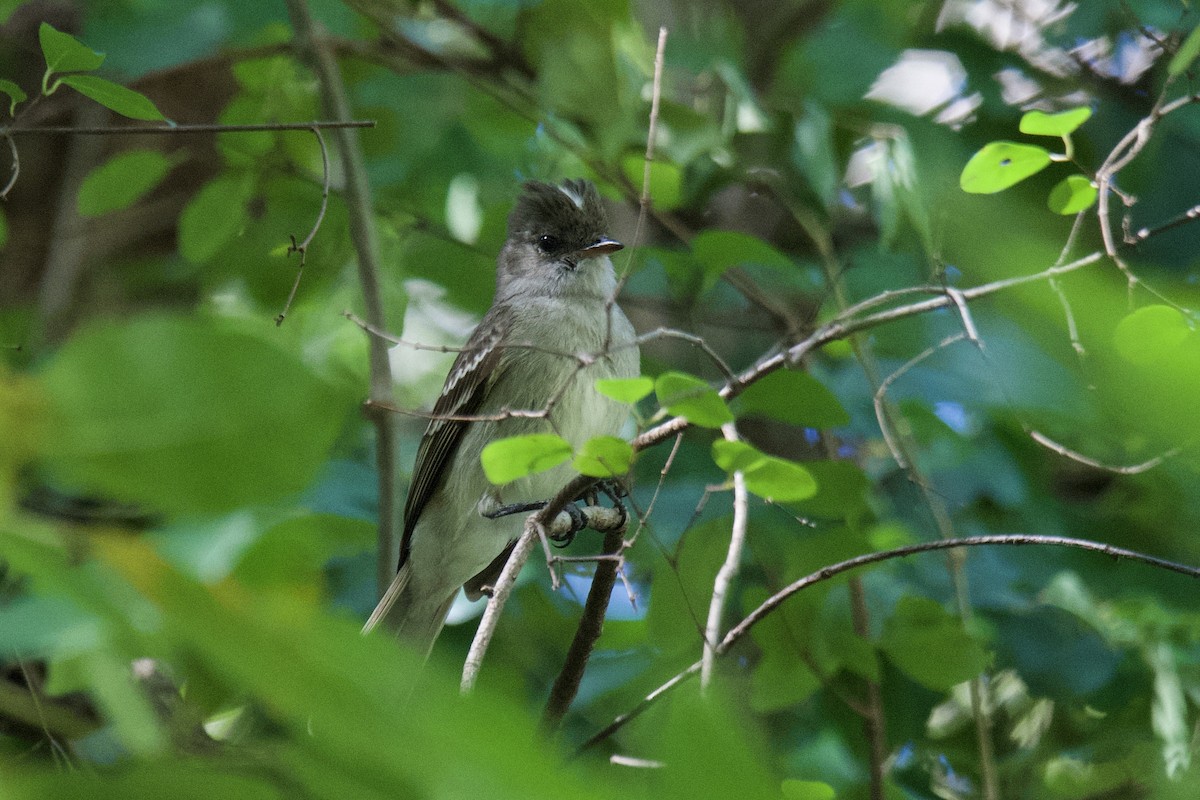 Caribbean Elaenia - ML642067778