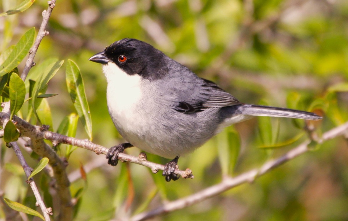 Black-capped Warbling Finch - ML642067786