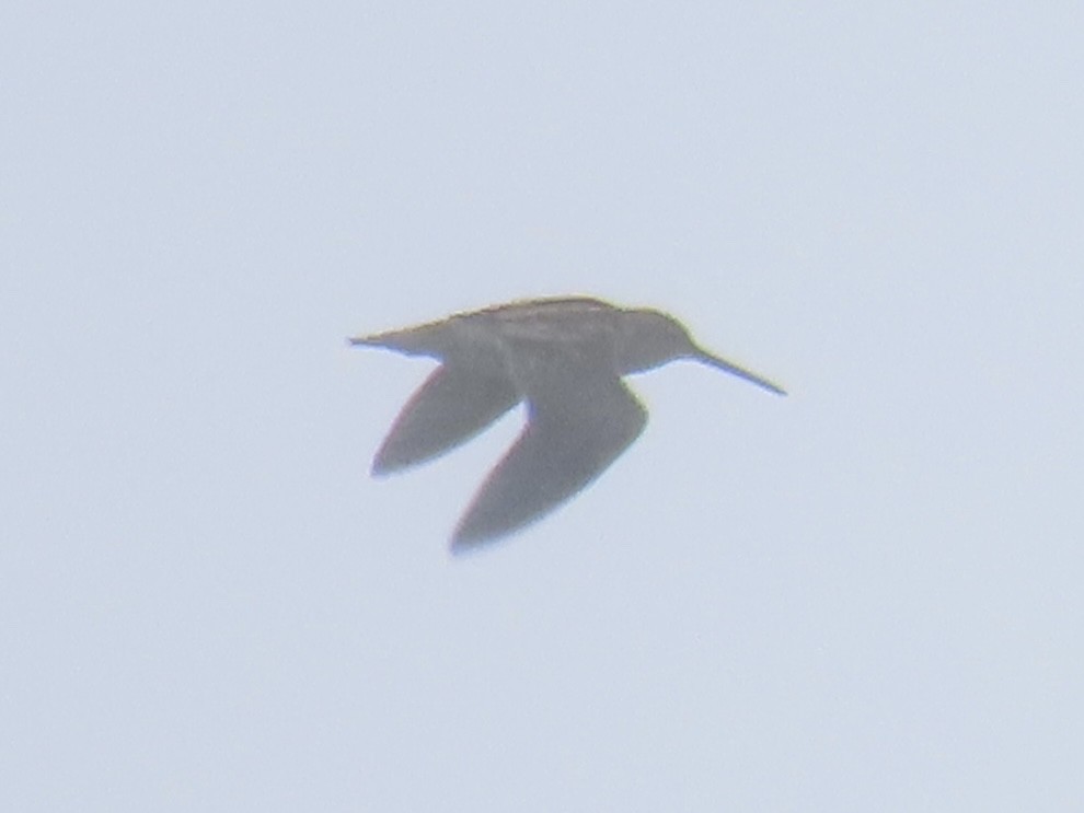 Wilson's Snipe - ML642067789