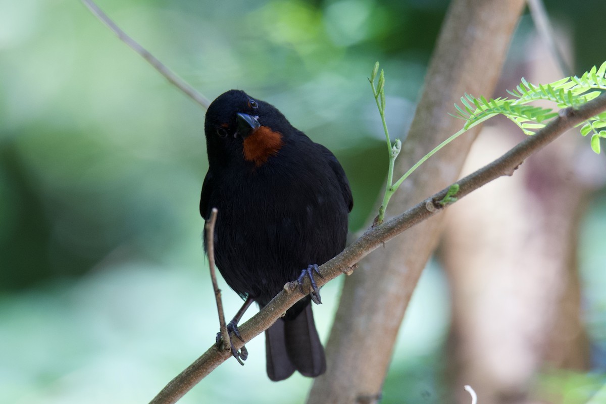 Lesser Antillean Bullfinch - ML642067794