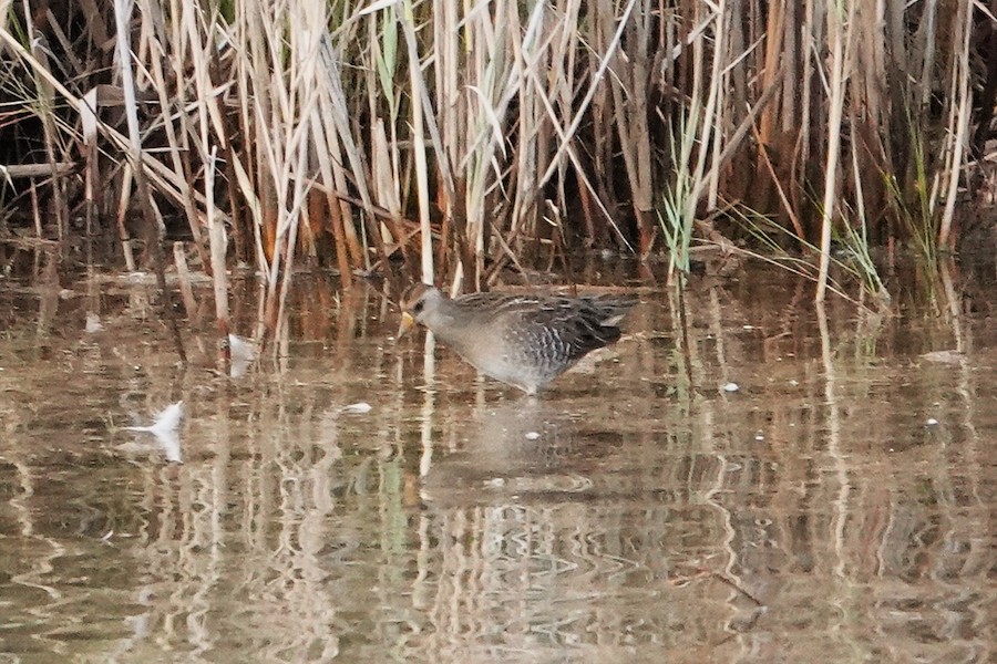 Sora - Karen Thompson