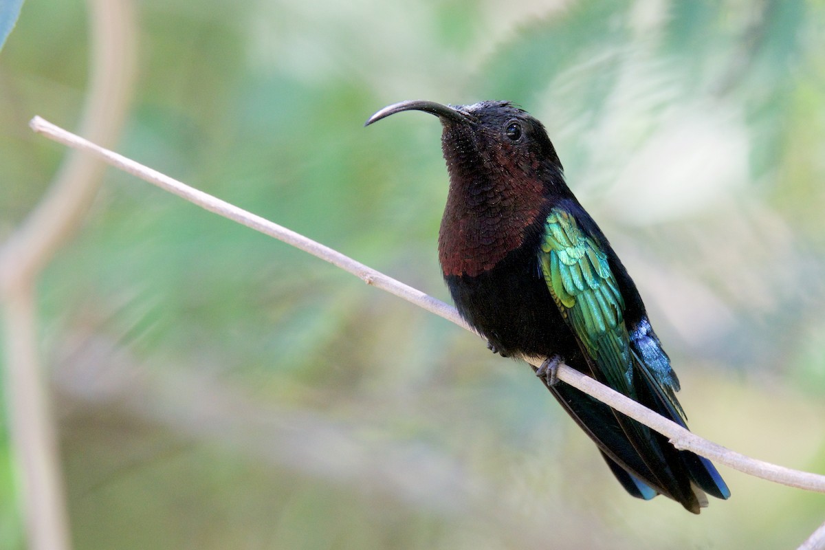 Purple-throated Carib - ML642067800