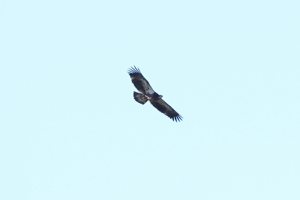Golden Eagle - ML642067805