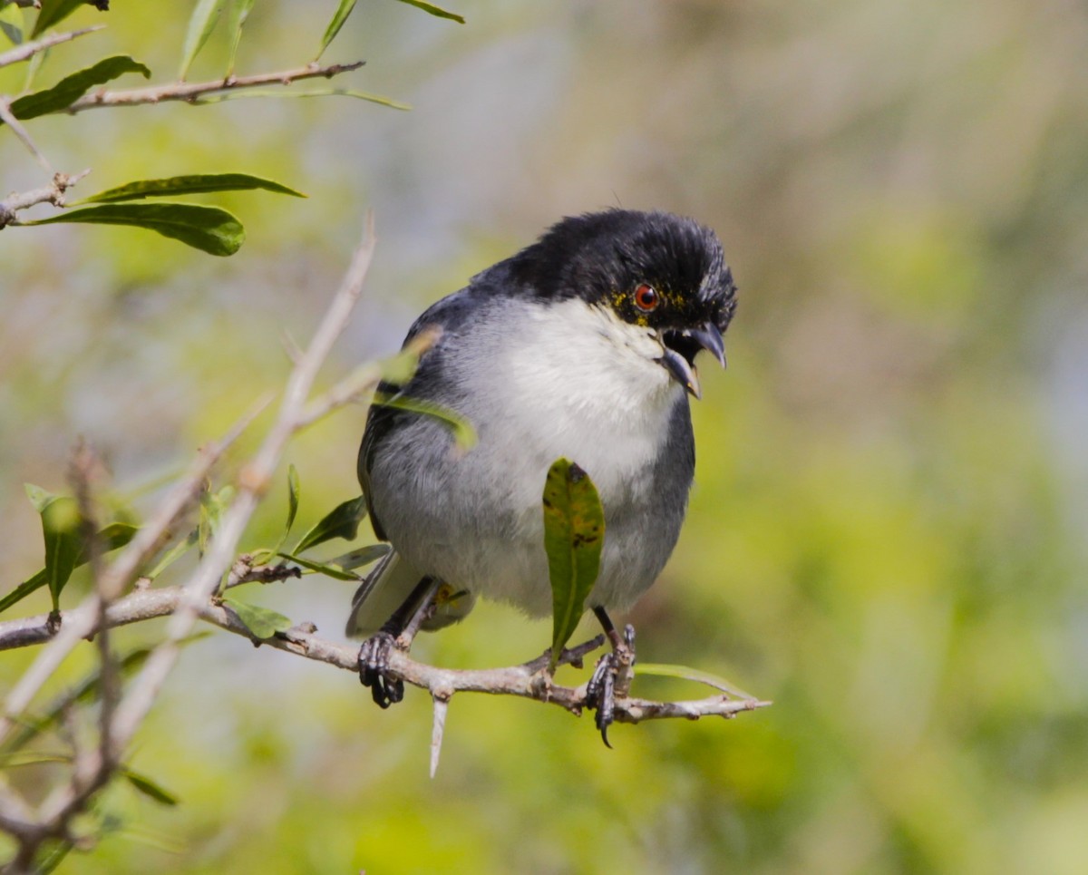 Black-capped Warbling Finch - ML642067806