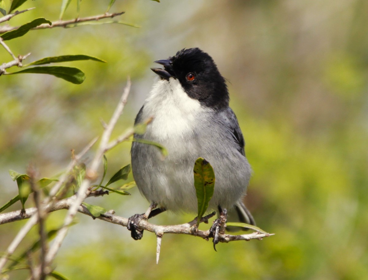 Black-capped Warbling Finch - ML642067811