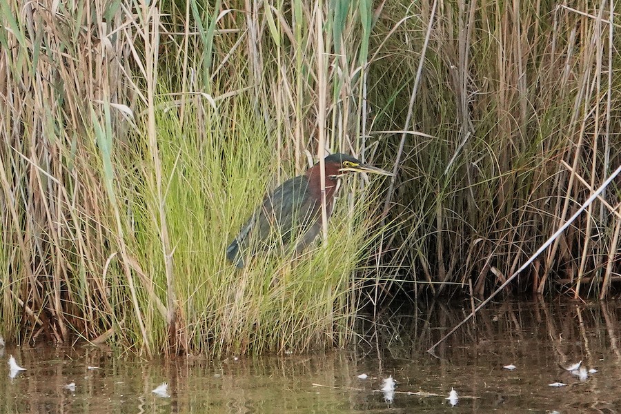 Green Heron - Karen Thompson