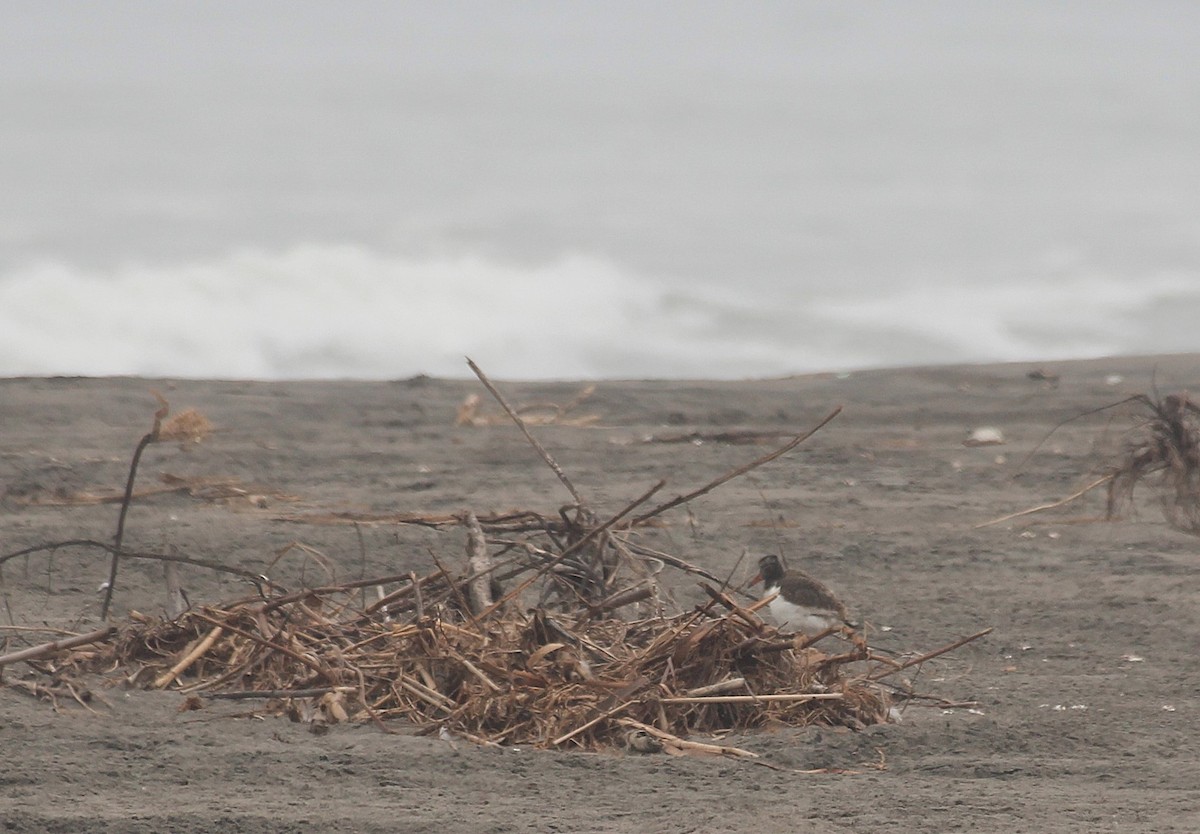 American Oystercatcher - ML642067816