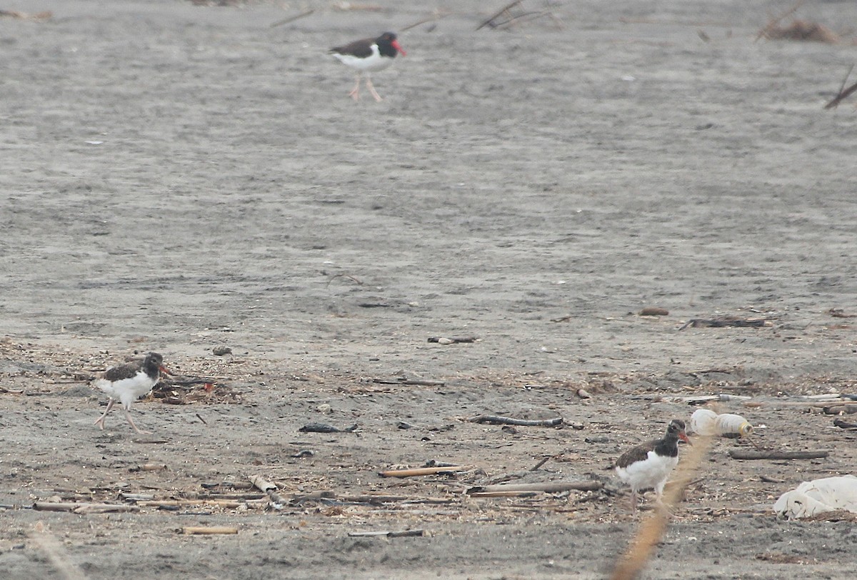 American Oystercatcher - ML642067817