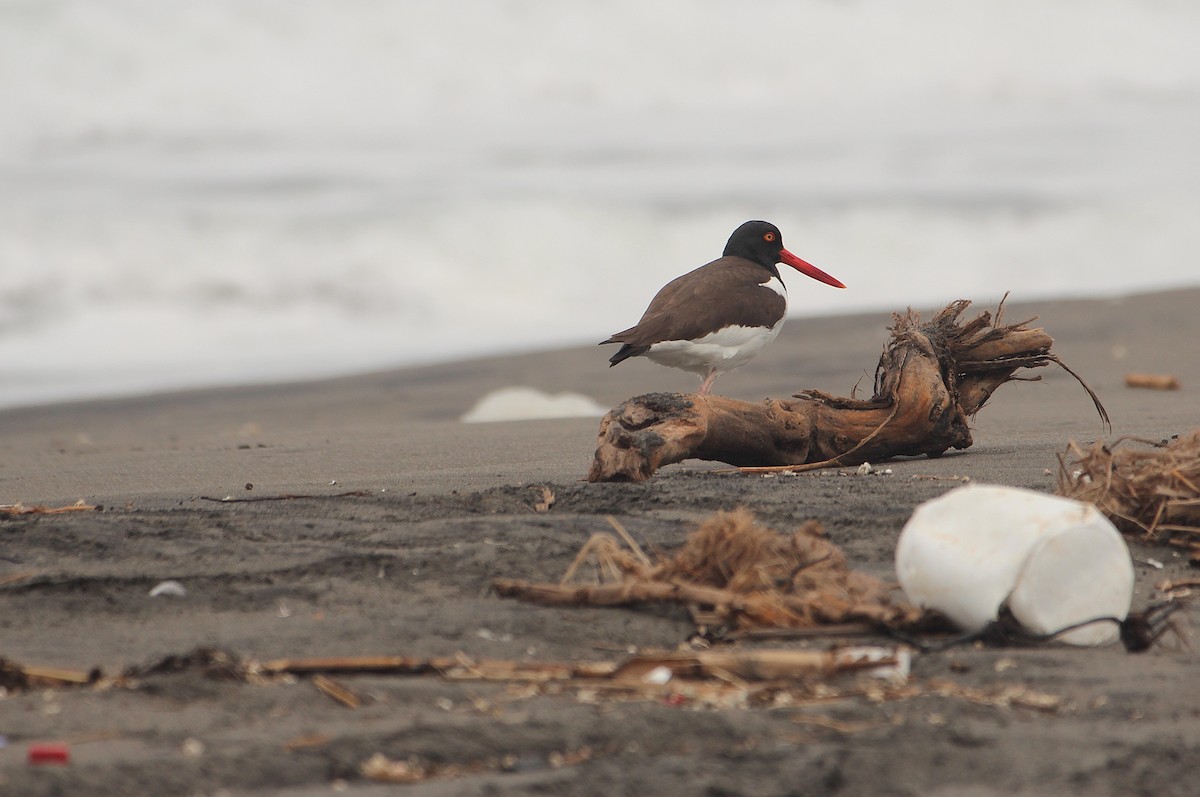 American Oystercatcher - ML642067818