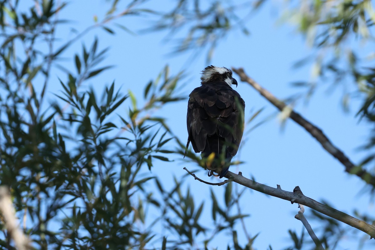 Osprey - ML642067819