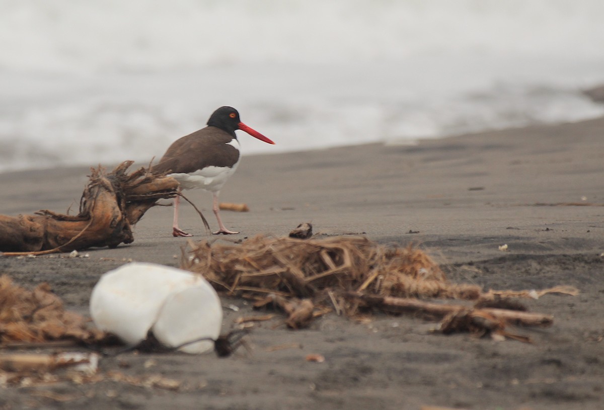 American Oystercatcher - ML642067820