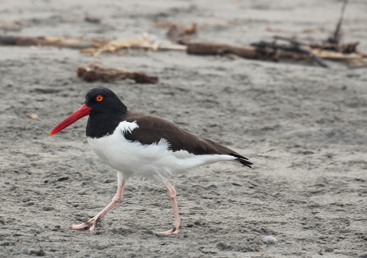 American Oystercatcher - ML642067821