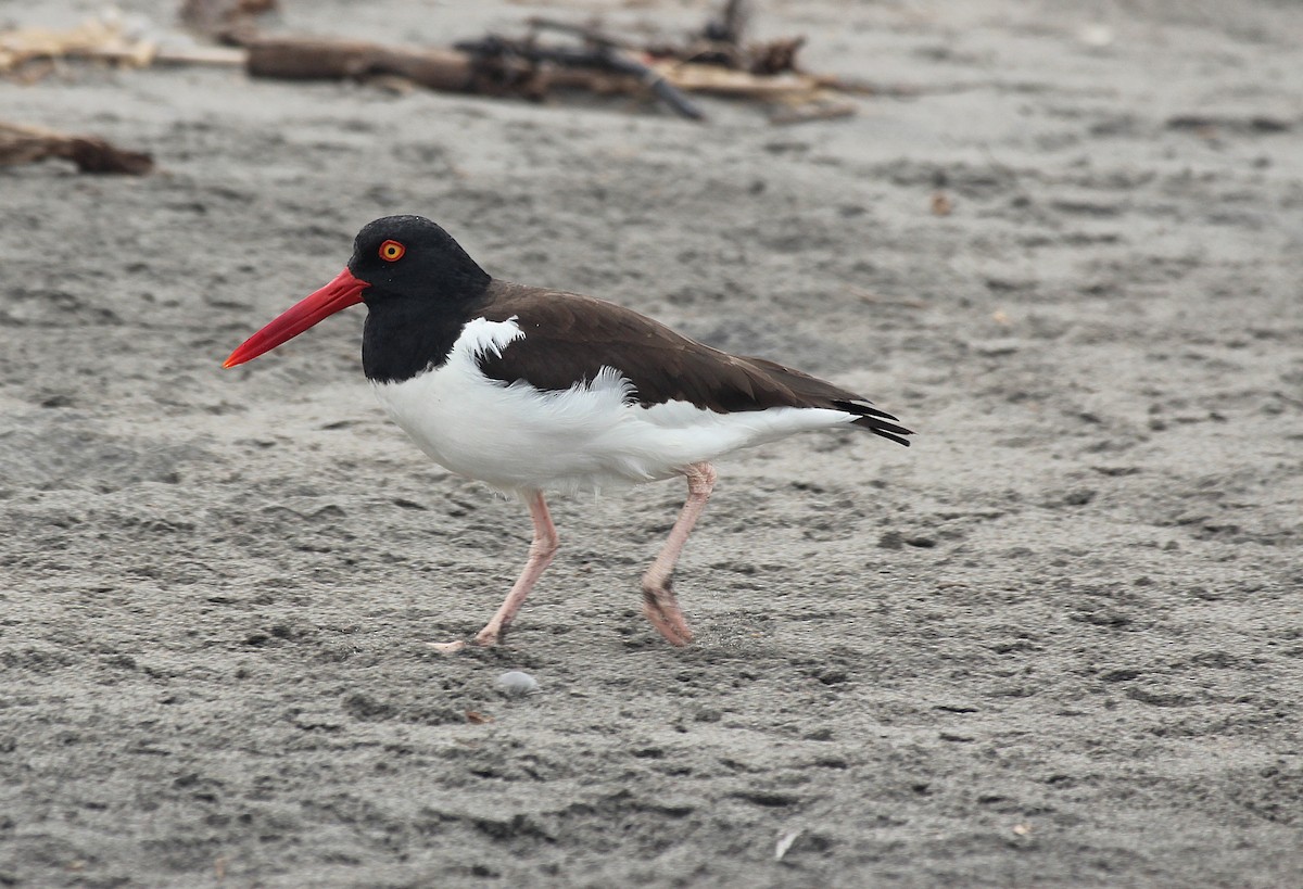 American Oystercatcher - ML642067823