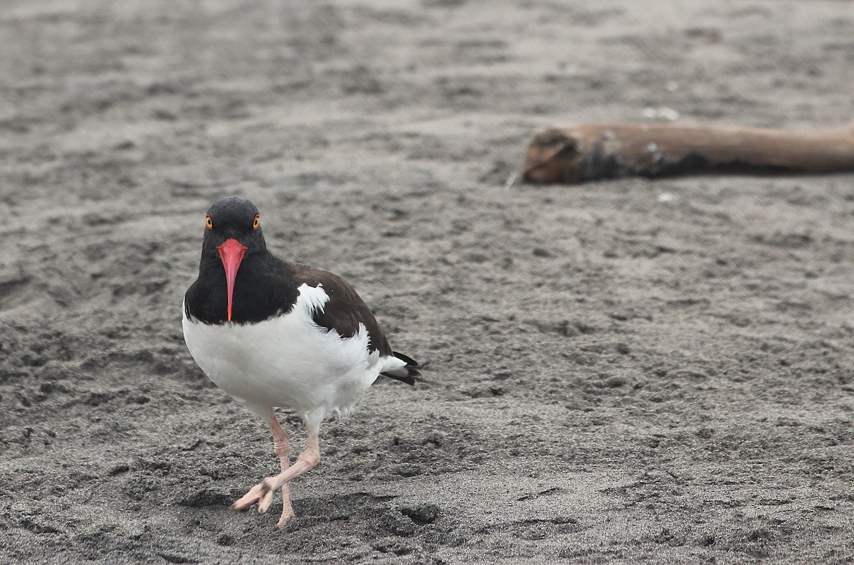 American Oystercatcher - ML642067825