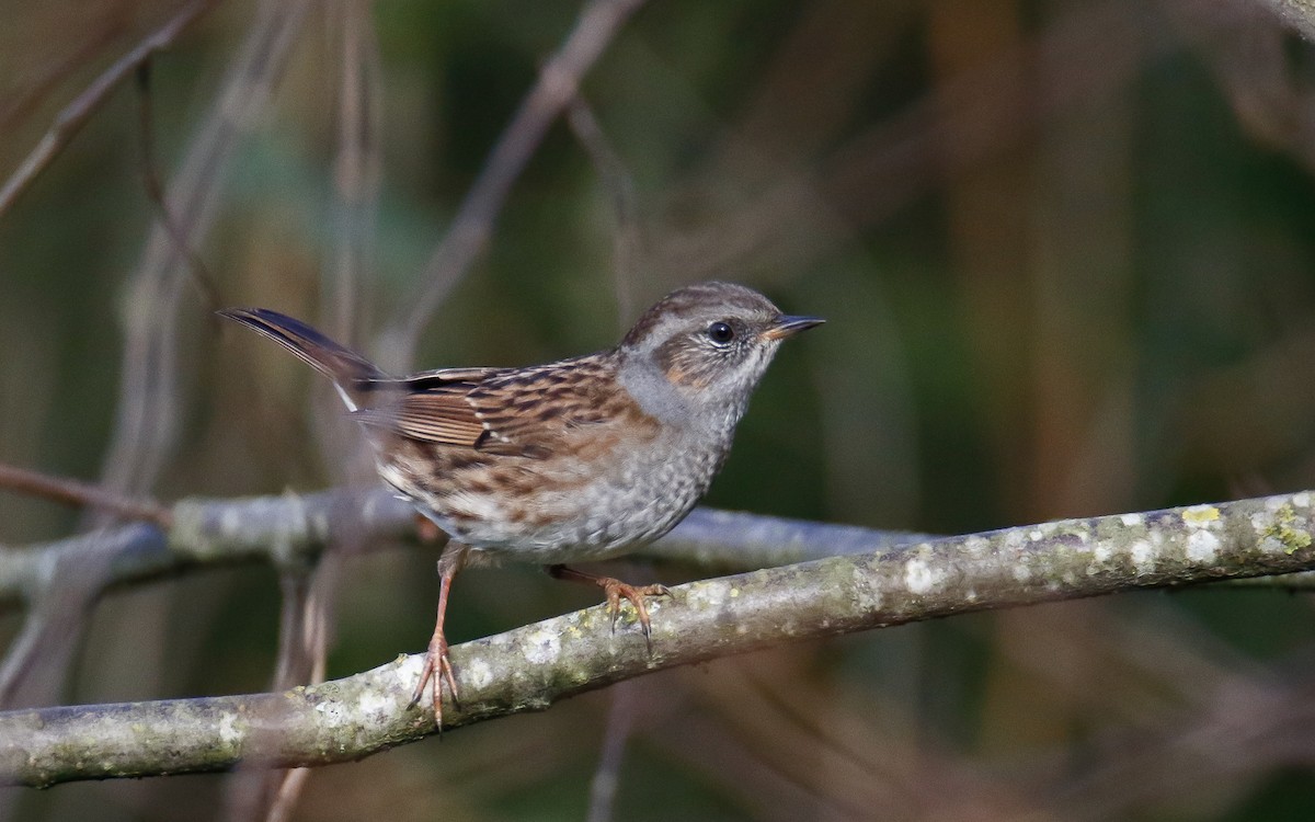 Dunnock - ML642067832