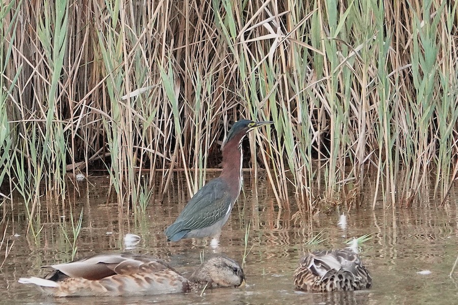 Green Heron - Karen Thompson