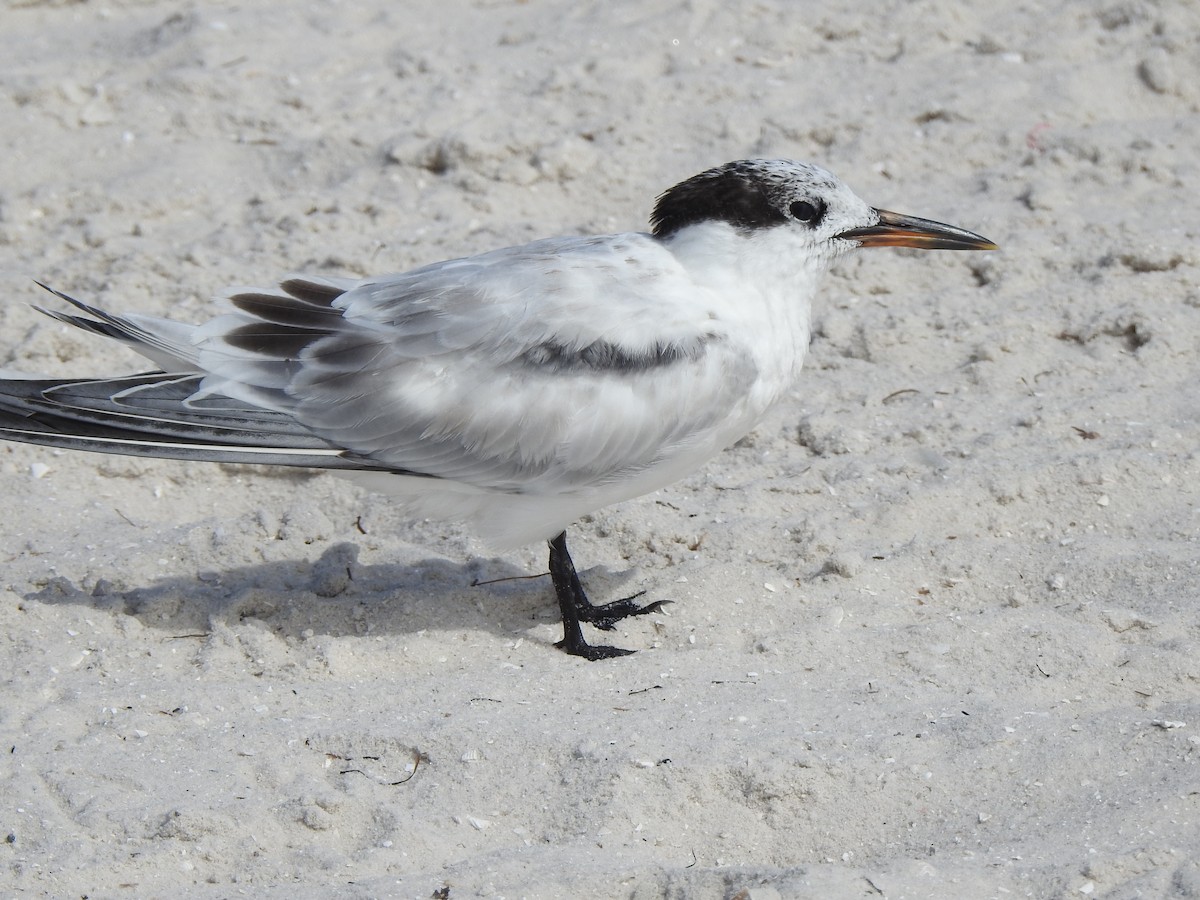 Common Tern - ML642067844