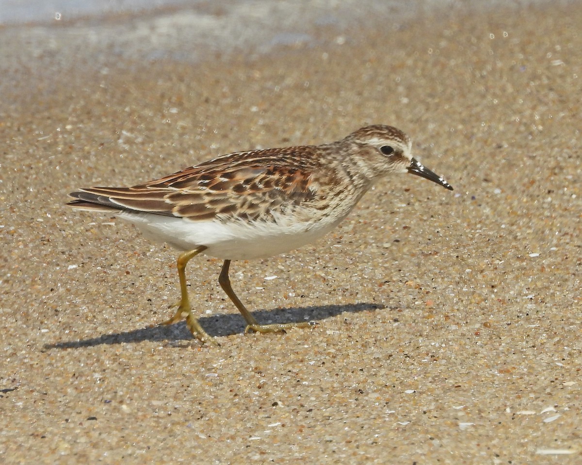 Least Sandpiper - ML642067898