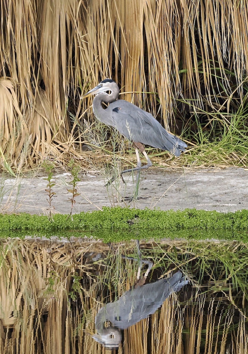 Great Blue Heron - ML642067922