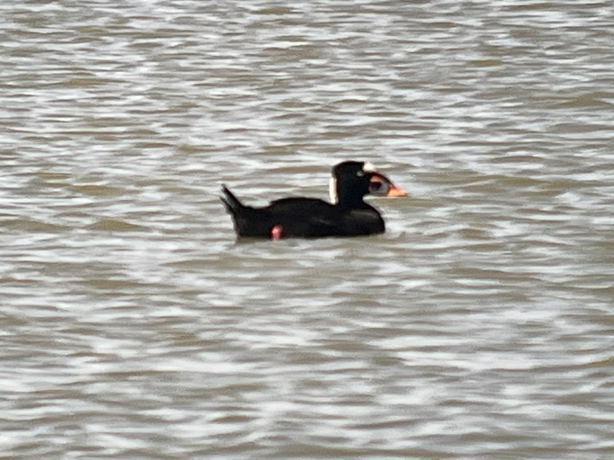 Surf Scoter - ML642067924