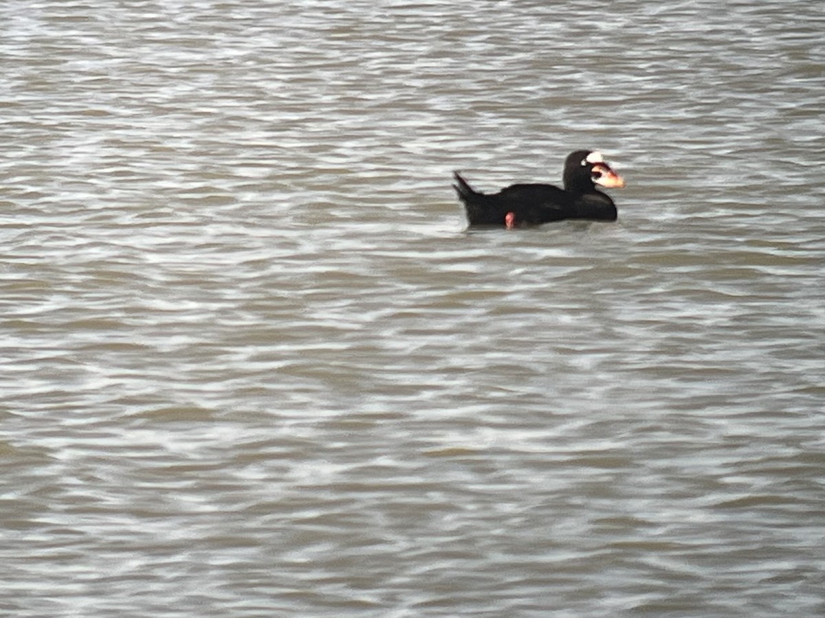 Surf Scoter - ML642067925