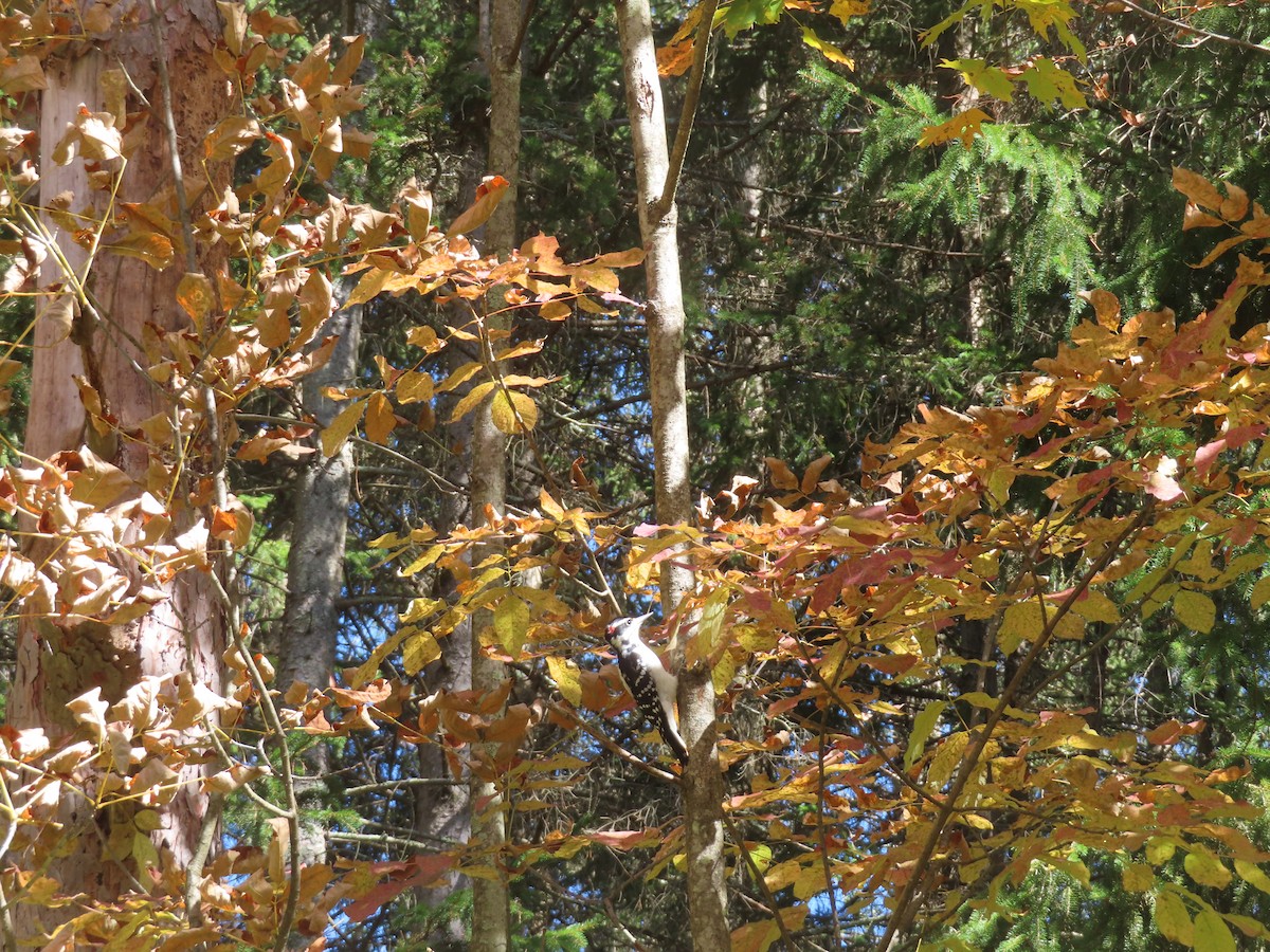 Hairy Woodpecker - ML642067926