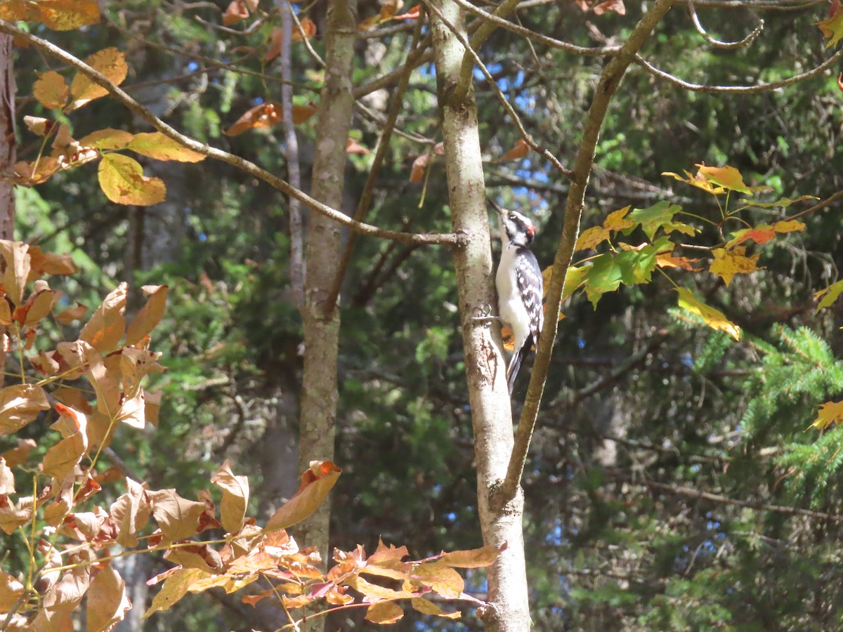 Hairy Woodpecker - ML642067927