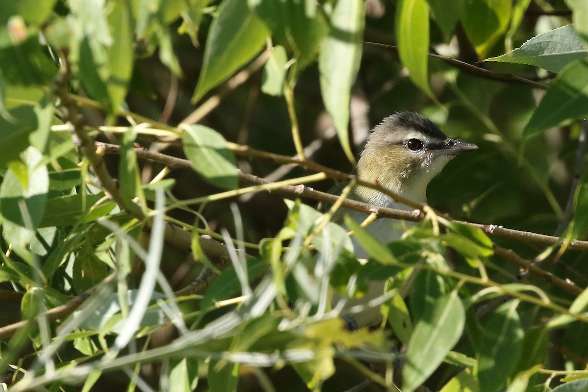 Red-eyed Vireo - ML642067929