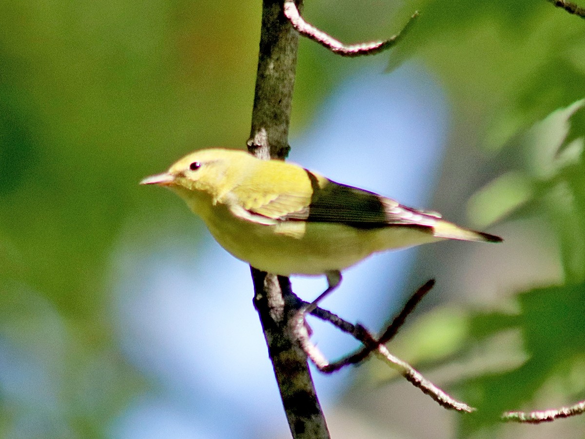 Tennessee Warbler - ML642067948