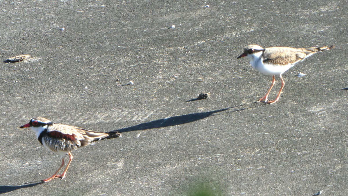 Black-fronted Dotterel - ML642067982